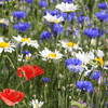 Jubilee Red White and Blue Pure Wildflower Seeds Mix