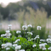 White Clover Pure Wildflower Seeds Mix